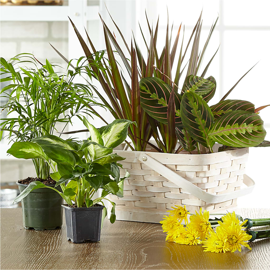 Florist Designed Blooming and Green Plants in a Basket – CAMPBELL ROSES & PLANTS LTD CO, Fort Campbell KY