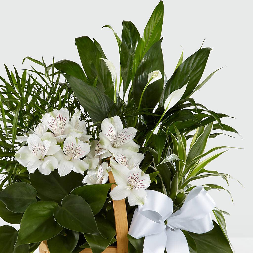Peace & Serenity Dishgarden – CAMPBELL ROSES & PLANTS LTD CO, Fort Campbell KY