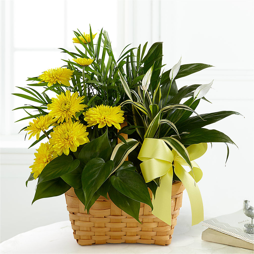 Loving Light Dishgarden – CAMPBELL ROSES & PLANTS LTD CO, Fort Campbell KY