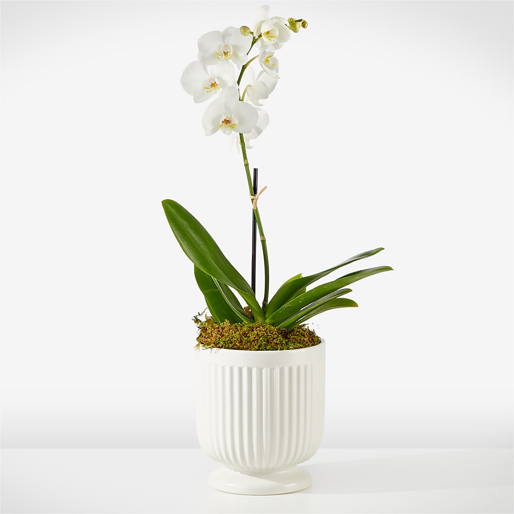 Whispering White Orchid – CAMPBELL ROSES & PLANTS LTD CO, Fort Campbell KY
