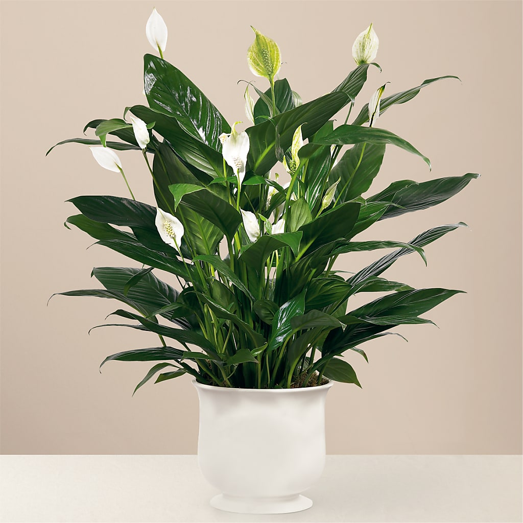 Comfort Planter – CAMPBELL ROSES & PLANTS LTD CO, Fort Campbell KY