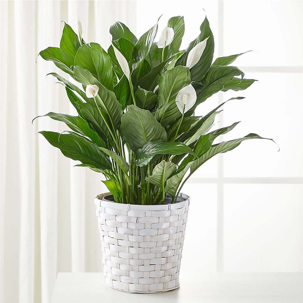 A New Leaf Peace Lily – CAMPBELL ROSES & PLANTS LTD CO, Fort Campbell KY