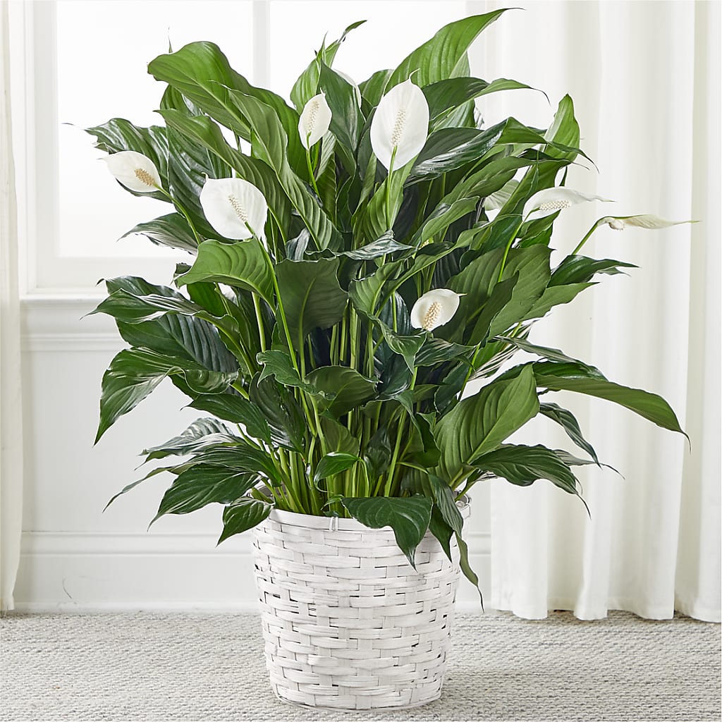 A New Leaf Peace Lily – CAMPBELL ROSES & PLANTS LTD CO, Fort Campbell KY