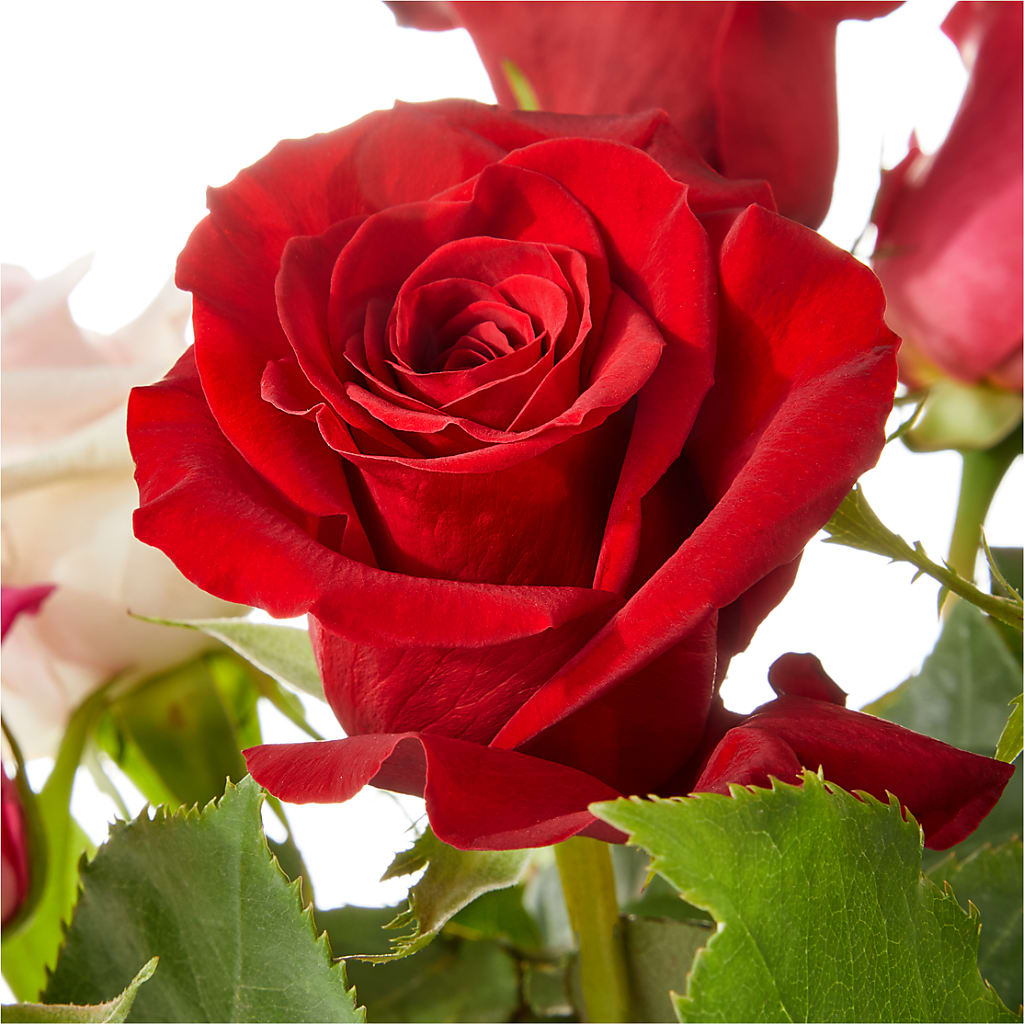 Love Notes Rose Bouquet – CAMPBELL ROSES & PLANTS LTD CO, Fort Campbell KY