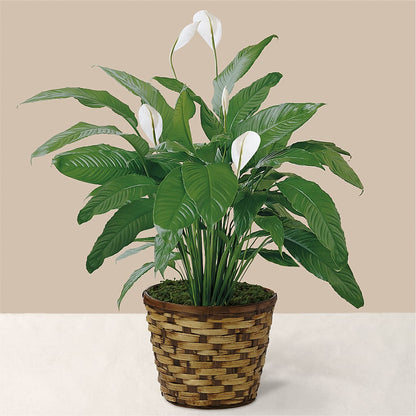 Tranquil Moments Peace Lily Plant – CAMPBELL ROSES & PLANTS LTD CO, Fort Campbell KY