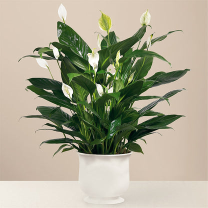 Comfort Planter – CAMPBELL ROSES & PLANTS LTD CO, Fort Campbell KY