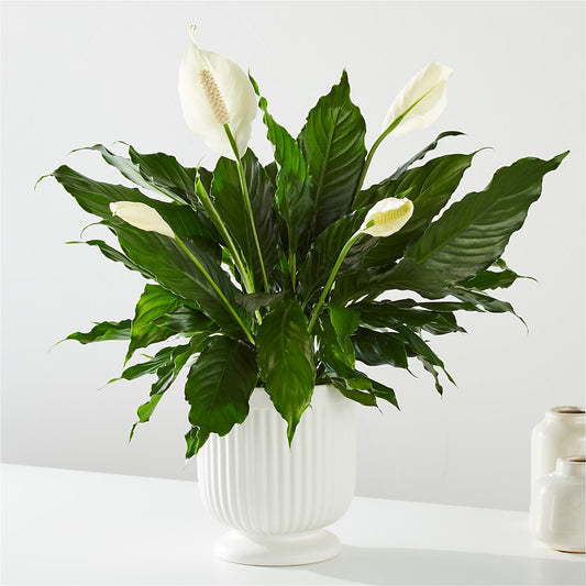 Comfort Planter – CAMPBELL ROSES & PLANTS LTD CO, Fort Campbell KY