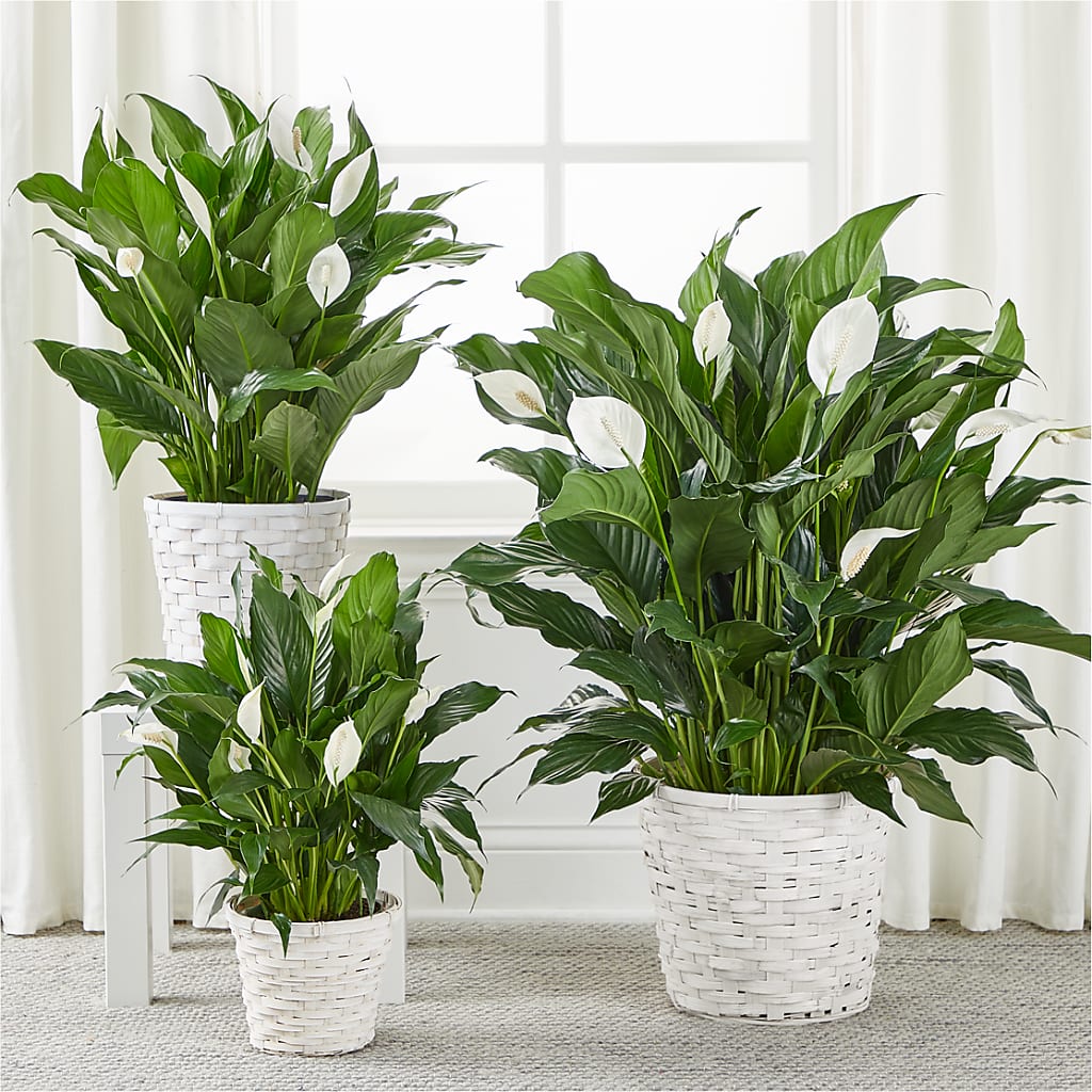 A New Leaf Peace Lily – CAMPBELL ROSES & PLANTS LTD CO, Fort Campbell KY