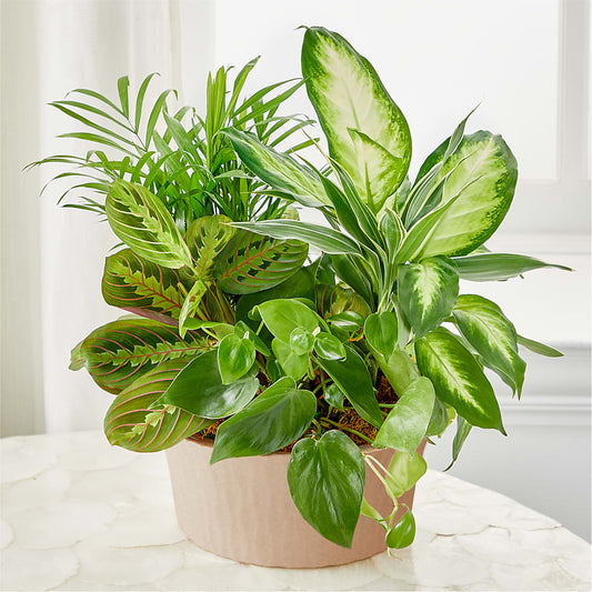 Balance & Harmony Dishgarden – CAMPBELL ROSES & PLANTS LTD CO, Fort Campbell KY