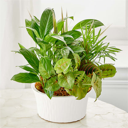 Balance & Harmony Dishgarden – CAMPBELL ROSES & PLANTS LTD CO, Fort Campbell KY